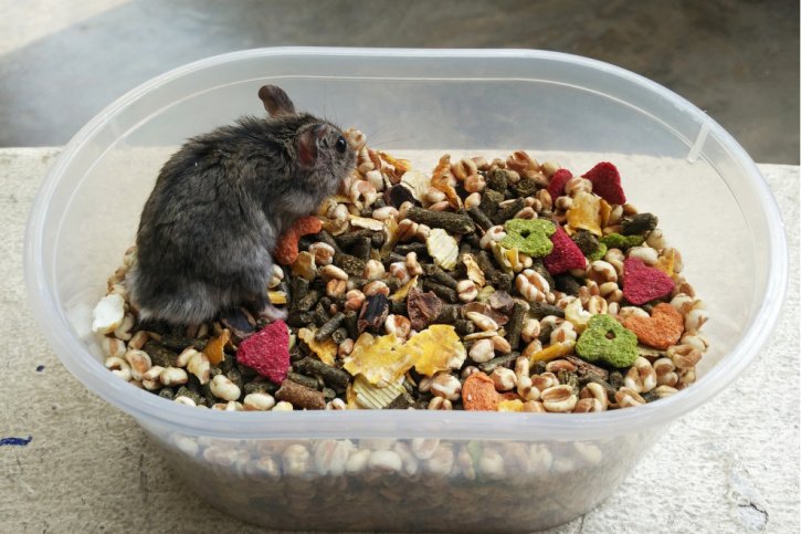 das beste futter für hamster im vergleich (test)