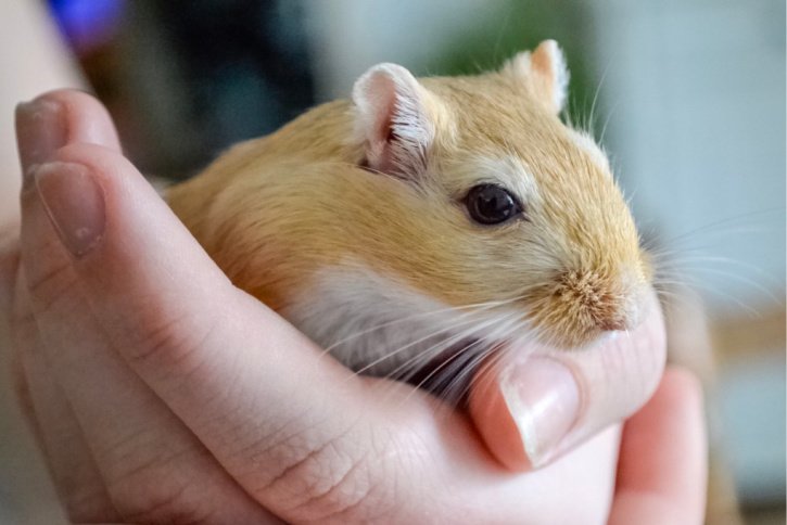 dürfen hamster gurken essen?