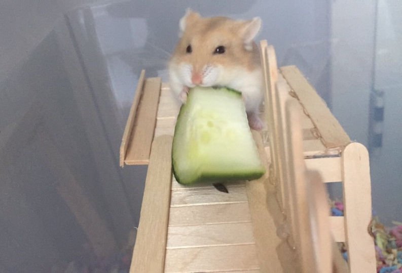 Hamster dürfen gurken essen