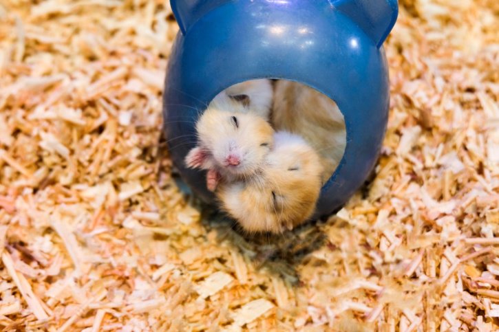 so schlafen hamster