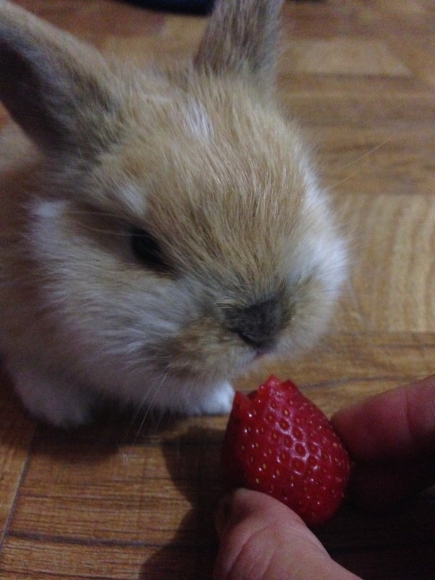Kaninchen und Hasen dürfen Erdbeeren essen!