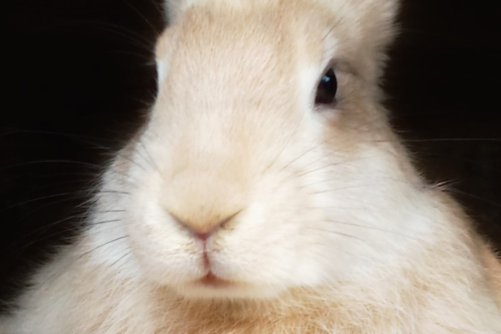 dürfen Kaninchen Brot essen?