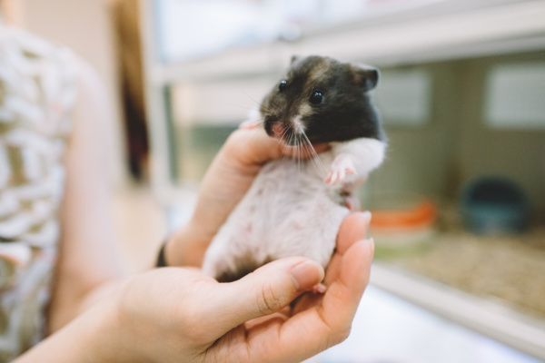 schwangerer Hamster