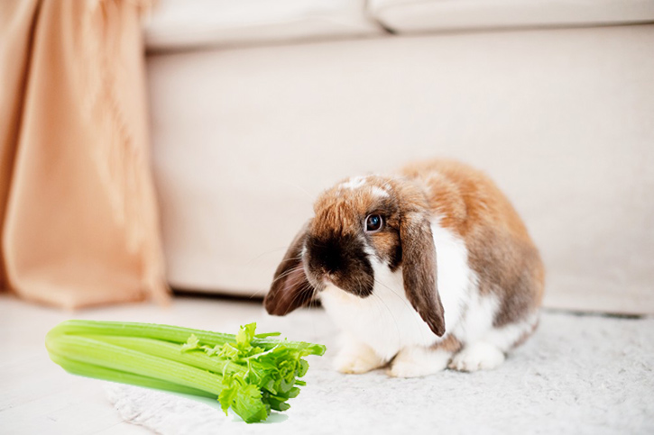 Dürfen Kaninchen Sellerie essen?