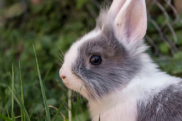 Können Kaninchen weinen?
