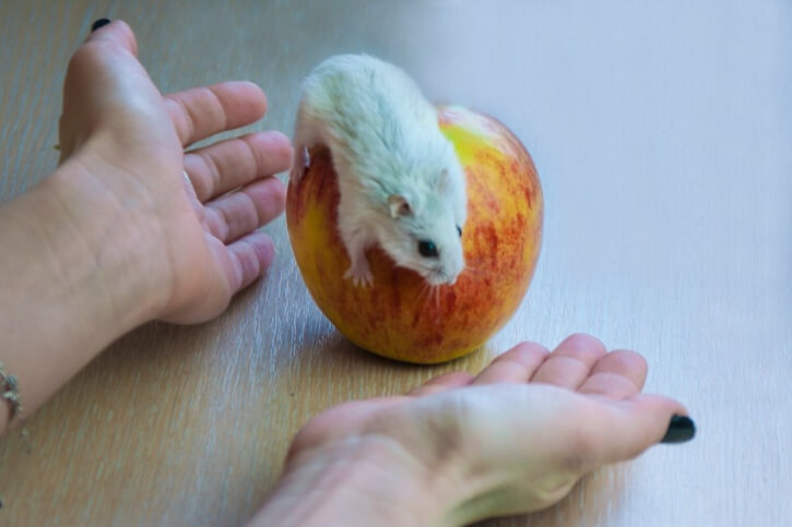 Dürfen Hamster Äpfel essen?