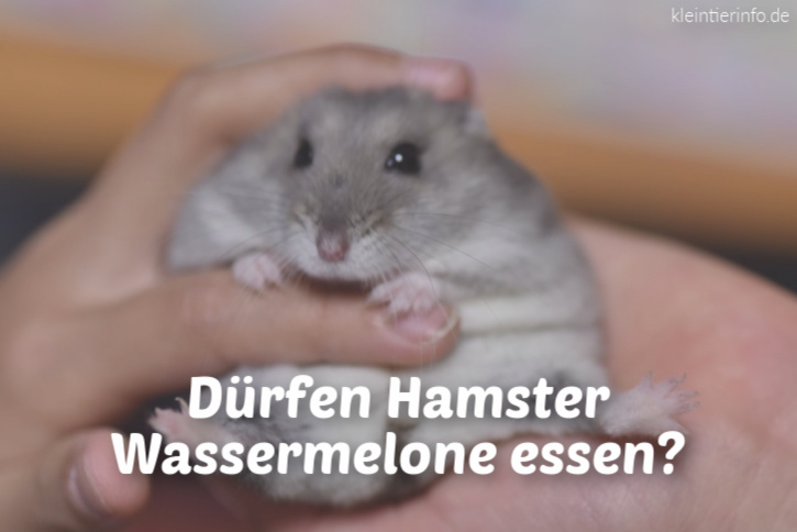 Dürfen Hamster Wassermelone essen?