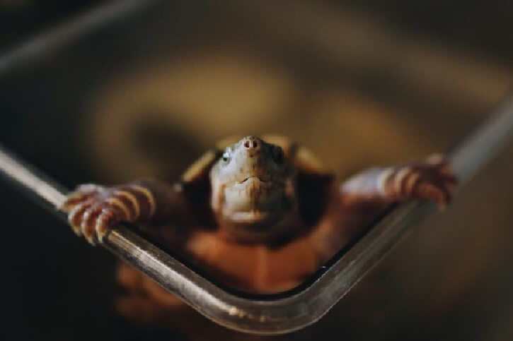 Können Schildkröten durch den Po atmen?