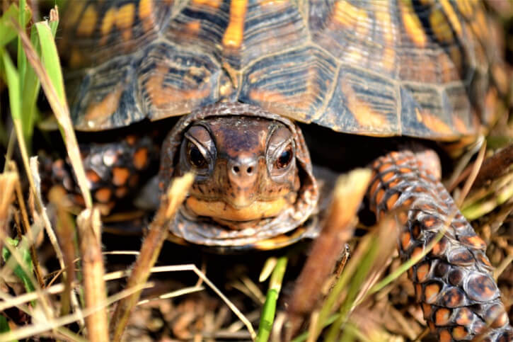 Alter von Schildkröten bestimmen