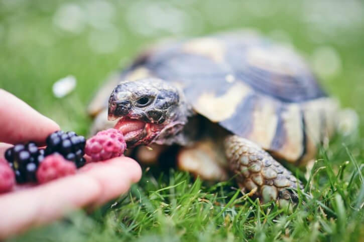 Was essen Schildkröten?