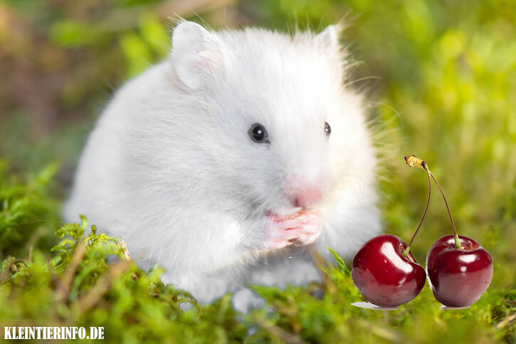 Dürfen Hamster Kirschen essen?