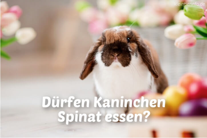 Dürfen Kaninchen Spinat essen?