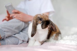Dürfen Kaninchen Haferflocken essen?