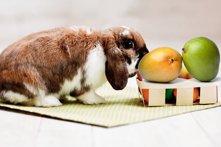 Dürfen Kaninchen Mango essen
