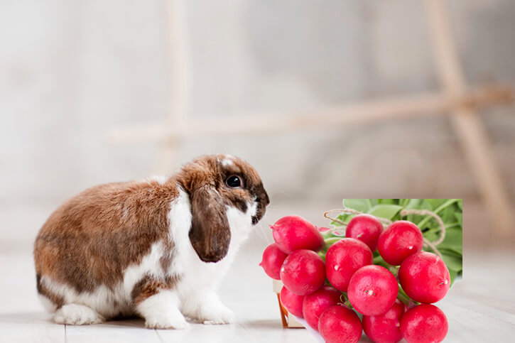 Dürfen Kaninchen Radieschen essen