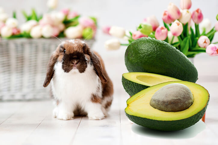 Dürfen Kaninchen Avocado essen?