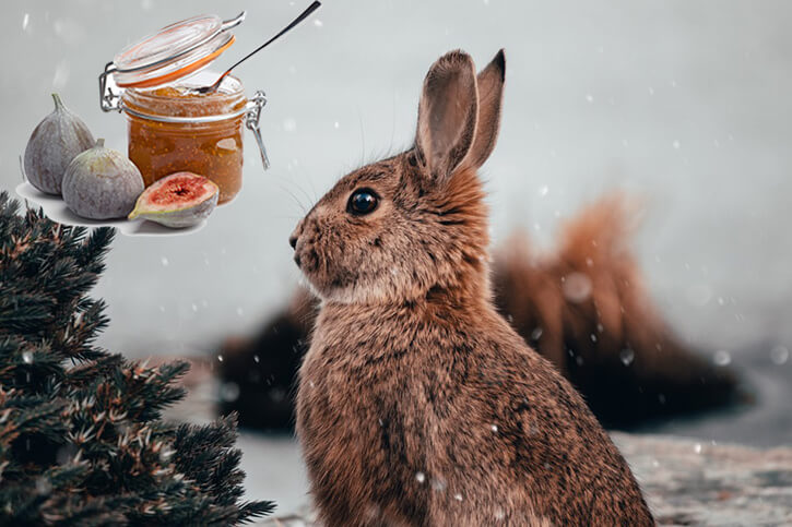 Dürfen Kaninchen Feigen essen?