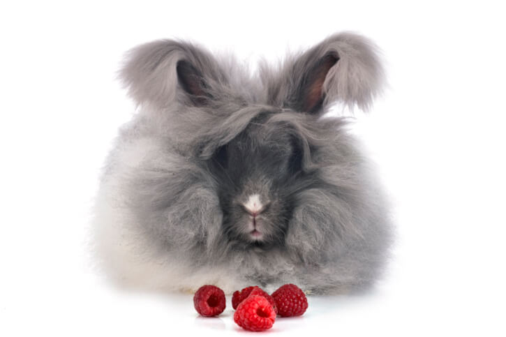 Dürfen Kaninchen Himbeeren essen?