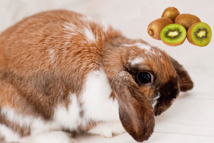 Dürfen Kaninchen Kiwi essen
