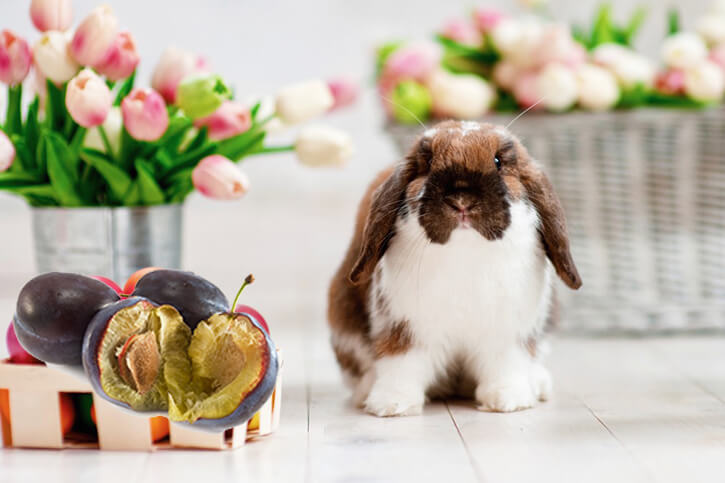 Dürfen Kaninchen Pflaumen essen