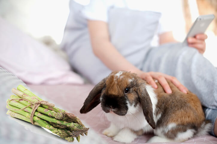 Dürfen Kaninchen Spargel essen