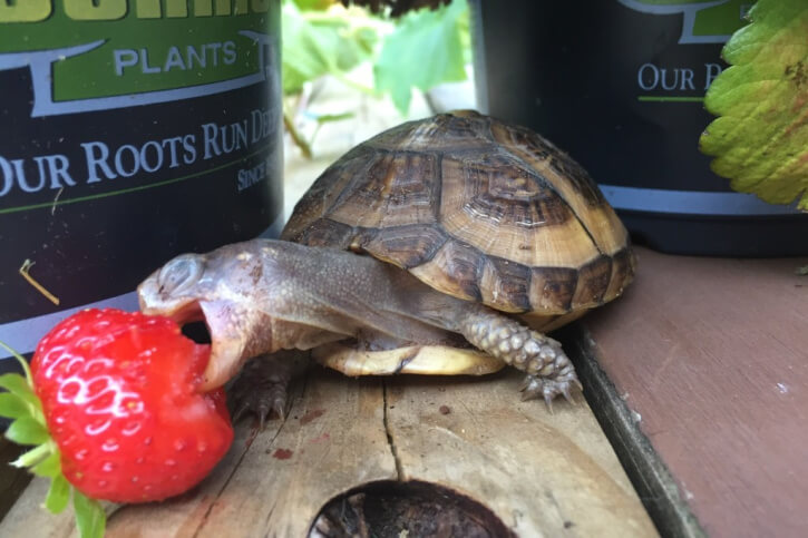 Dürfen Schildkröten Erdbeeren essen