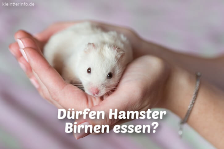 Dürfen Hamster Birnen essen?