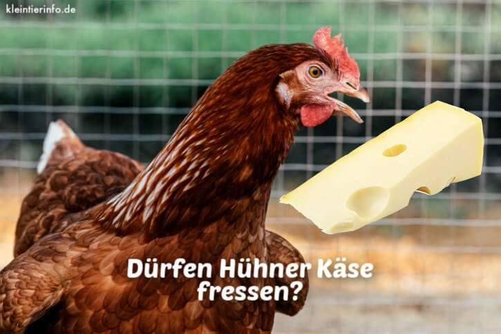 Dürfen Hühner Käse essen?