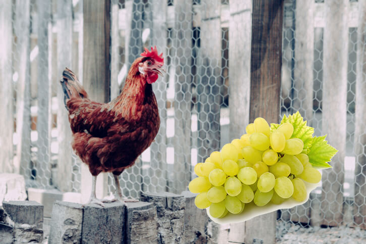 Dürfen Hühner Weintrauben essen?