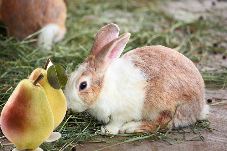 Dürfen Kaninchen Birnen essen?