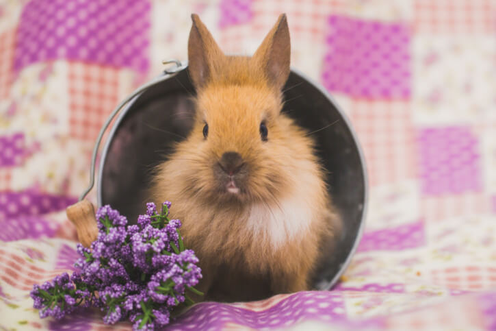 Dürfen Kaninchen Kohlrabi essen?