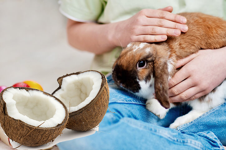 Dürfen Kaninchen Kokosnuss essen?