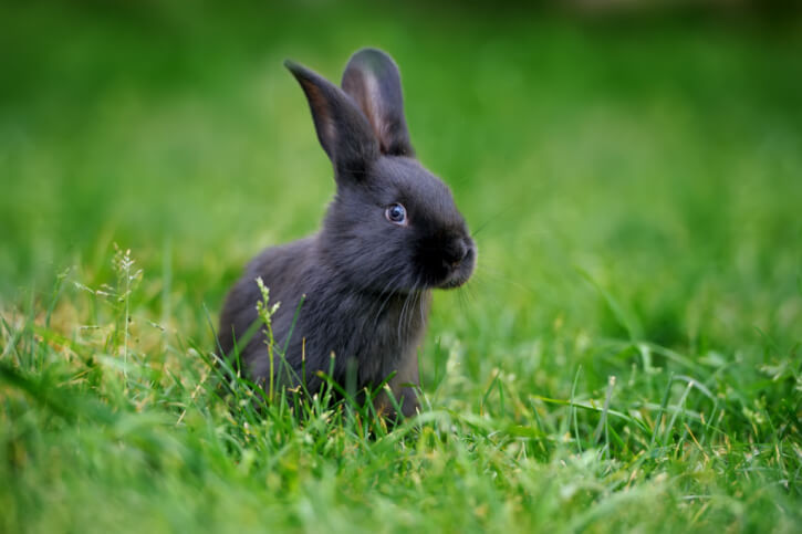 Dürfen Kaninchen Koriander essen?