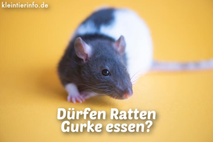 Dürfen Ratten Gurke essen?