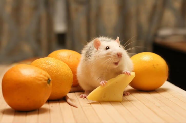 Dürfen Ratten Käse essen