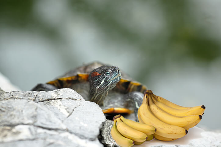 Dürfen Schildkröten Bananen essen?
