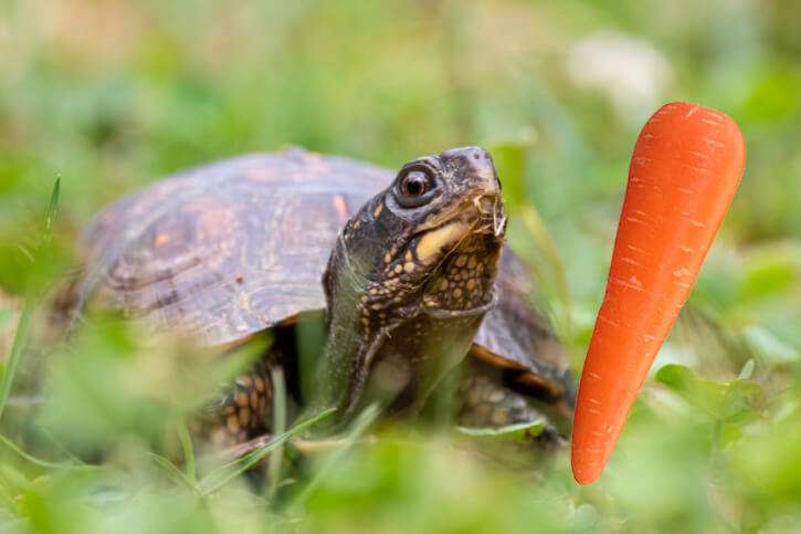 Dürfen Schildkröten Karotten essen
