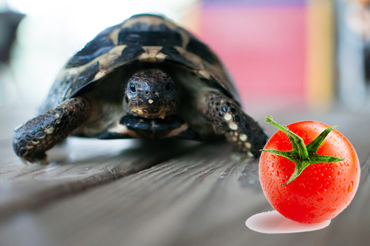 Dürfen Schildkröten Tomaten essen?