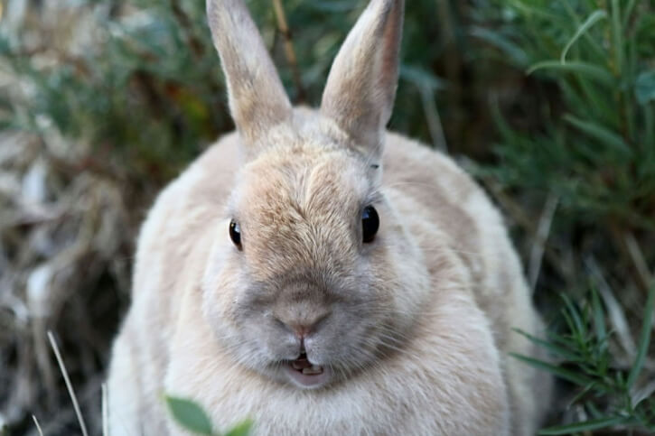 Dürfen Kaninchen Pfirsiche und Nektarinen essen?