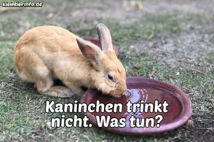 Kaninchen trinkt nicht