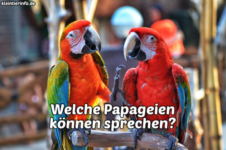 Sprechende Papageien