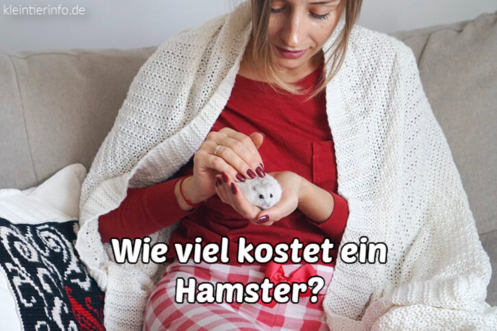 Wie viel kostet ein Hamster