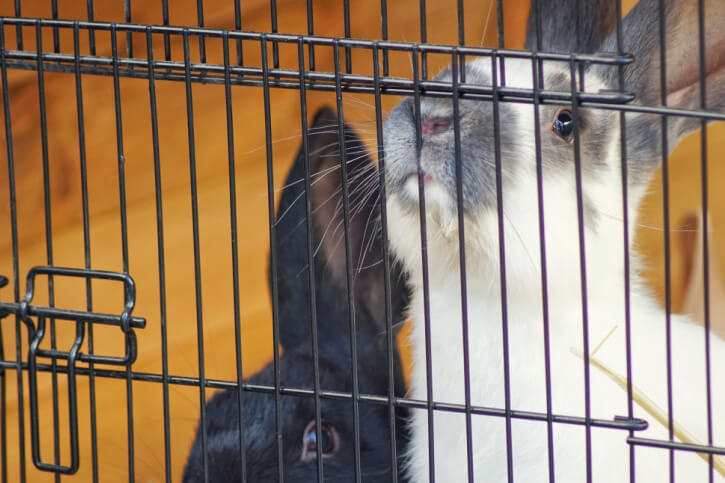Käfig für 2 Kaninchen