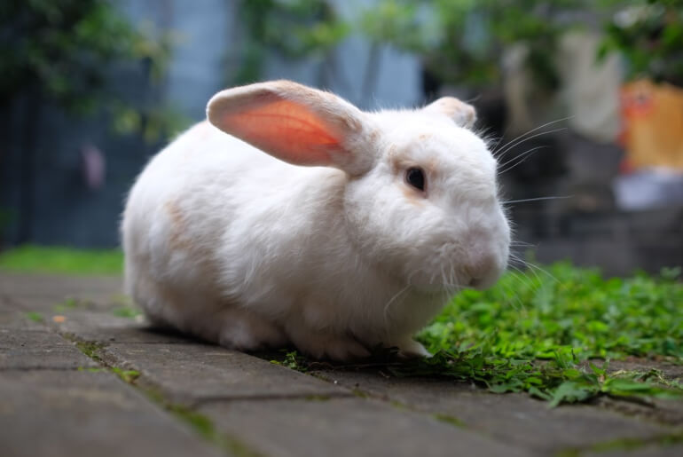 Dürfen Kaninchen Erbsen essen?