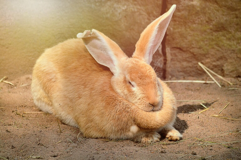 Kaninchen schnarcht