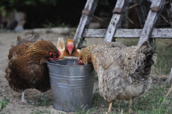 Dürfen Hühner Zwiebeln essen?