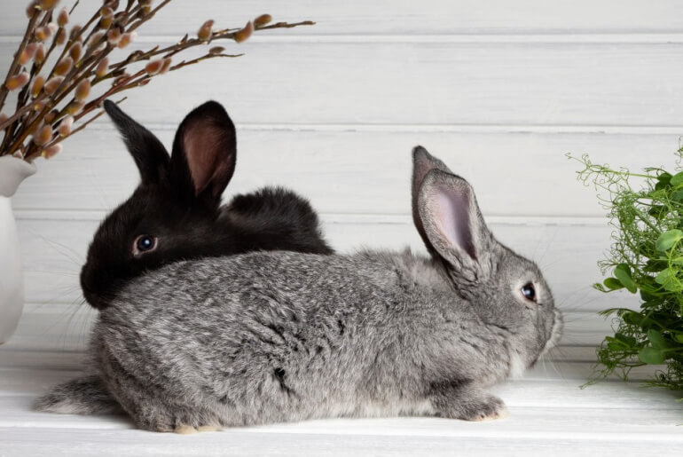 Dürfen Kaninchen Zwiebeln essen?