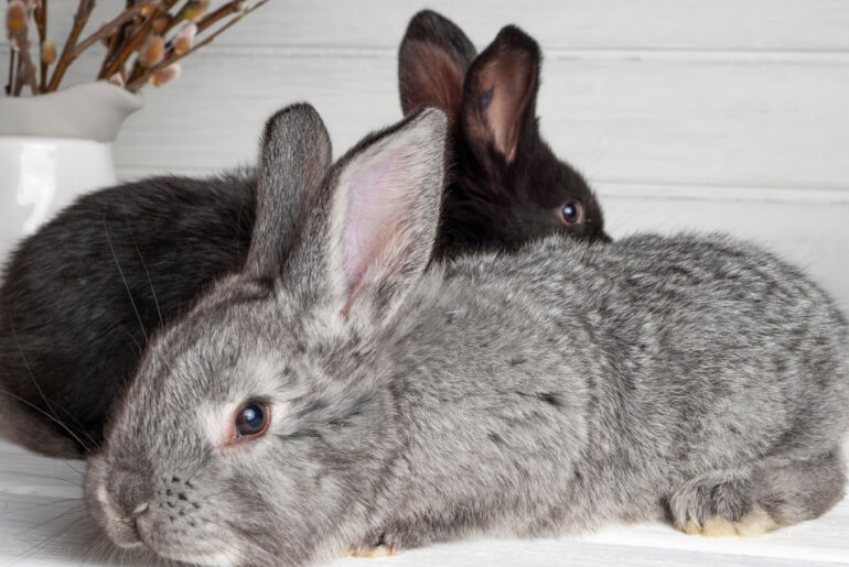 Dürfen Kaninchen Aubergine essen?