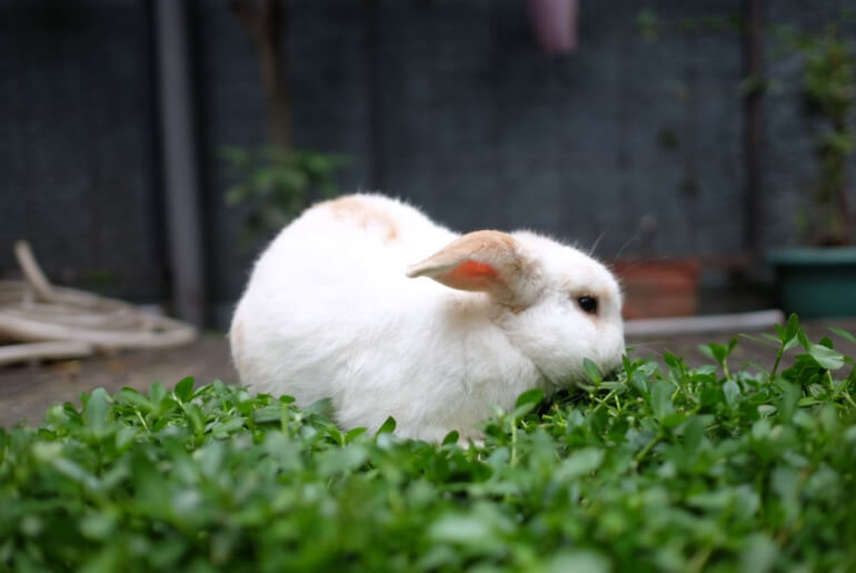 Dürfen Kaninchen Fenchel essen?