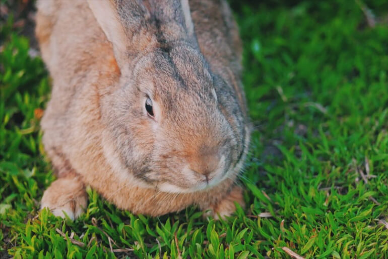Dürfen Kaninchen Petersilie essen?